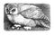 Snowy owl Eurasian eagle-owl Bubo bubo Bubo scandiacus or Strix scandiaca vintage illustration from Brockhaus Konversations-Le
