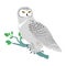 Snowy Owl Flat Design Vector Illustration