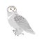 Snowy Owl Flat Design Vector Illustration