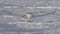 A Snowy owl flies low hunting over an open snowy field in winter in Ottawa, Canada