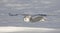 A Snowy owl flies low hunting over an open snowy field in winter in Ottawa, Canada