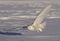 A Snowy owl flies low hunting over an open snowy field in winter in Ottawa, Canada