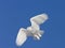 Snowy Owl in Flight