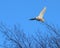 Snowy Owl Flight