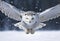 Snowy owl in flight over wintry terrain