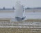 Snowy Owl Flying