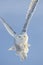 Snowy Owl Flying