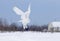 A Snowy owl flying low hunting over an open sunny snowy cornfield in Ottawa, Canada