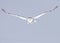 A Snowy owl isolated against a blue background hunting over an open snowy field in Canada