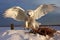 snowy owl landing on a snowbank with captured prey