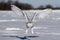 A Snowy owl lifting off to hunt over a snow covered field in Ottawa, Canada