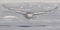 A Snowy owl lifting off to hunt over a snow covered field in Ottawa, Canada