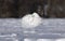 A Snowy owl lifting off to hunt over a snow covered field in Ottawa, Canada