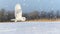 snowy owl in low flight in winter with snowfall