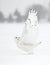 A Snowy owl male taking off in flight hunting over a snow covered field in Canada