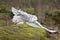 Snowy owl (Nyctea scandiaca) flying
