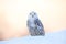 Snowy owl, Nyctea scandiaca, rare bird sitting on the snow, winter scene with snowflakes in wind, early morning scene, before