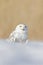 Snowy owl, Nyctea scandiaca, rare bird sitting on snow, winter with snowflakes in wild Manitoba, Canada. Cold season with white ow