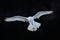 Snowy owl, Nyctea scandiaca, white rare bird flying in the dark forest, winter action scene with open wings, Canada