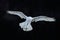 Snowy owl, Nyctea scandiaca, white rare bird flying in the dark forest, winter action scene with open wings, Canada