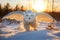 Snowy owl over a snow covered field with wings spread at sunset. Amazing American Wildlife. Generative Ai