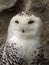 Snowy Owl - Parque de Condor