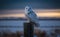 Snowy owl perch on a post, in snowy, particle in the air, generative AI