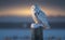 Snowy owl perch on a post, in snowy, particle in the air, generative AI