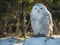 Snowy owl perched on log with snow
