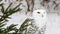 Snowy Owl in Pine Tree Video
