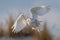 Snowy Owl Portrait