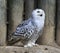 Snowy owl posing