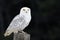 Snowy Owl on a Post