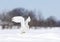 A Snowy owl ready to take off and fly low hunting over an open sunny snowy cornfield in Ottawa, Canada