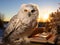 Snowy owl scholar with glasses reading book at sunset