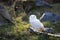 Snowy owl seated in the forest