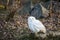 Snowy owl seated in the forest