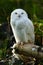 Snowy owl seated in the forest