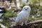 Snowy owl seated in the forest.