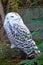 Snowy Owl showing Flecks of Black Plumage