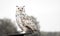 The snowy owl side portrait