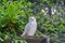 Snowy owl sits against a the tree and looks straight into the camera