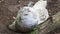 Snowy owl sits on a nest on the ground, Bubo scandiacus