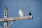 Snowy owl sits perched on a power line post looking for food