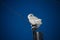 Snowy owl sits perched on a power line post looking for food