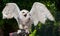 Snowy Owl Sitting on Falconry Glove with Wings Spread Out on Dar