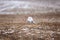 A Snowy Owl sitting inthe field