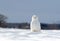 A Snowy owl sitting in a sunny snow covered cornfield in winter in Ottawa, Canada