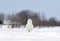 A Snowy owl sitting in a sunny snow covered cornfield in winter in Ottawa, Canada