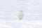 A Snowy owl sitting in a sunny snow covered cornfield in winter in Ottawa, Canada